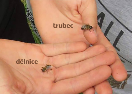 Trubci